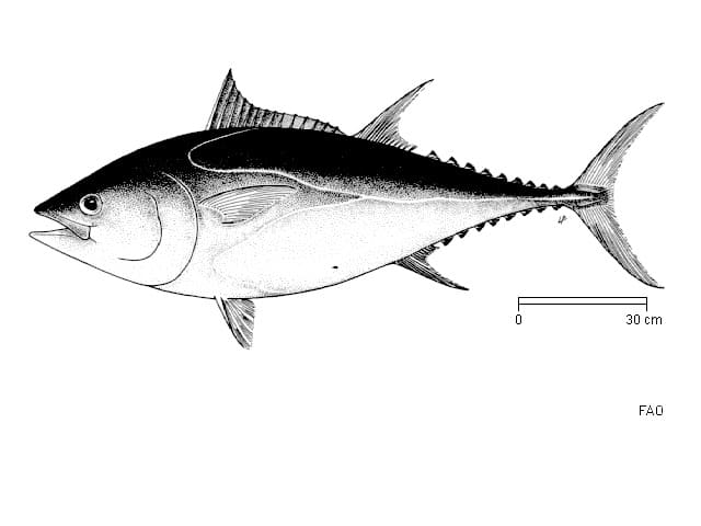 ilustración de atún rojo o patudo en blanco y negro