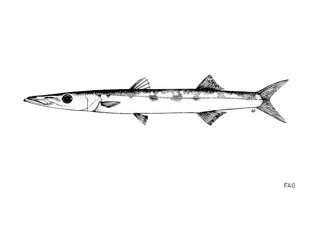 ilustración de una bicuda en blanco y negro