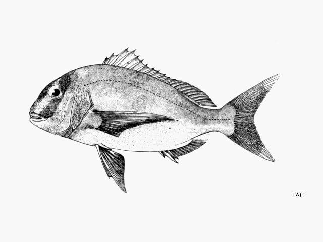 ilustración de un bocinegro en blanco y negro