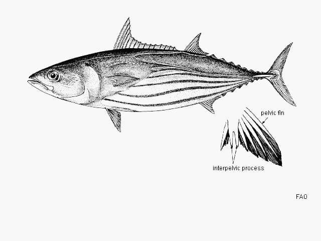 ilustración de un bonito listado en blanco y negro