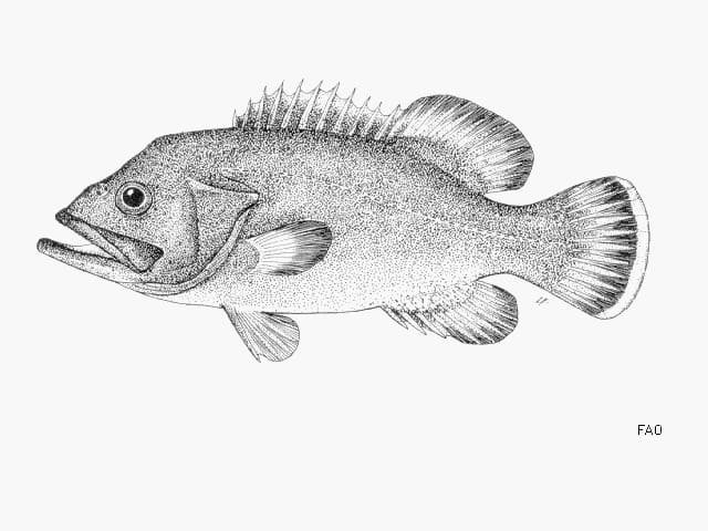 ilustración de un cherne en blanco y negro