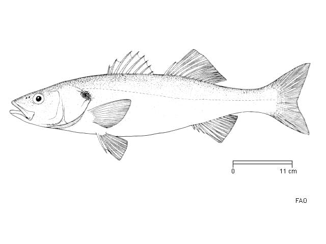 ilustración de una lubina en blanco y negro