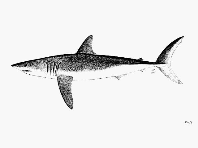 ilustración de un marrajo en blanco y negro