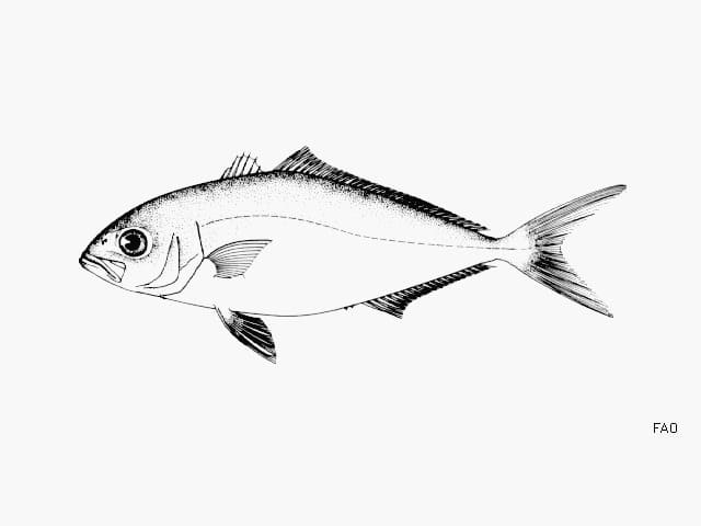 ilustración de un medregal en blanco y negro