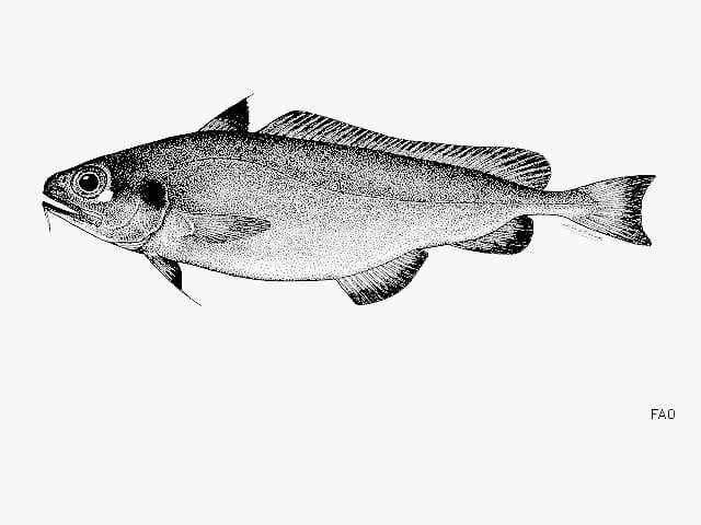 ilustración de una merluza canaria en blanco y negro