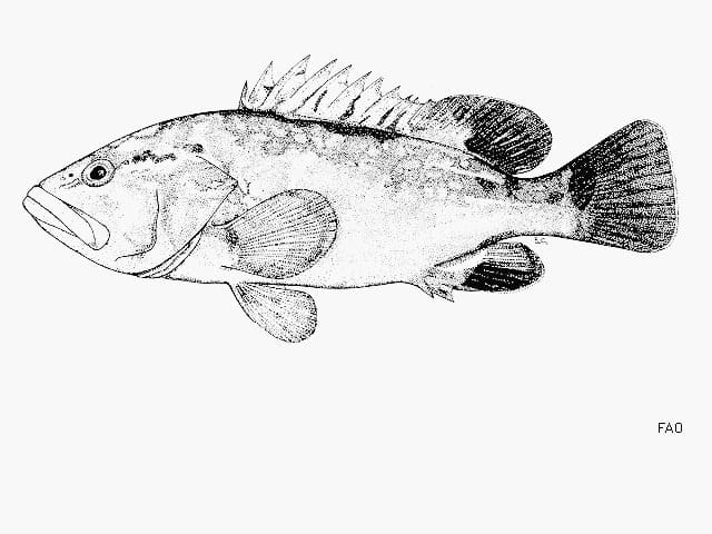 ilustración de un mero en blanco y negro