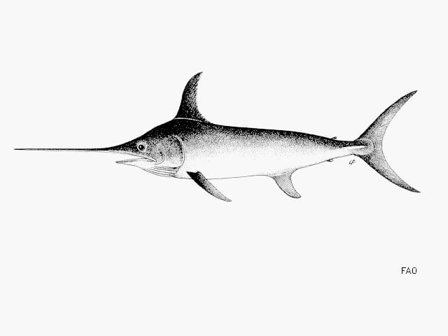 ilustración de un pez espada en blanco y negro