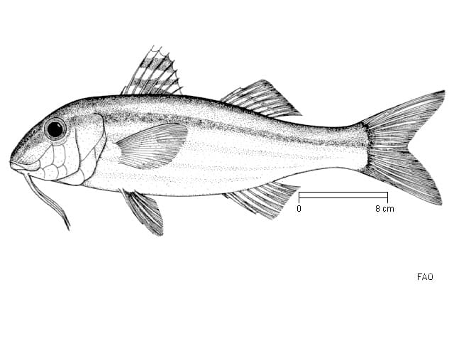ilustración de un salmonete en blanco y negro