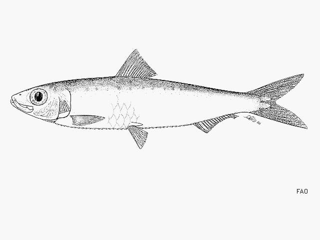 ilustración de sardina en blanco y negro