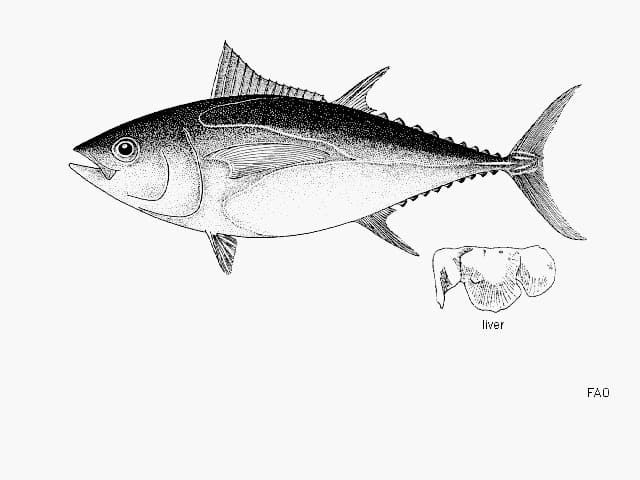 ilustración de especie tuna en blanco y negro