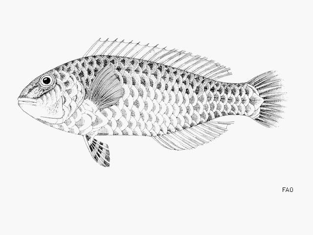 ilustración de una vieja en blanco y negro