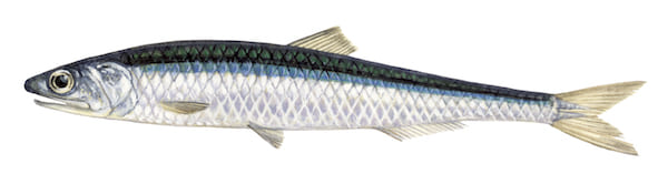 ilustración de boquerón a color