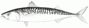 ilustración de una caballa en blanco y negro