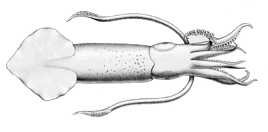 ilustración de un calamar en blanco y negro