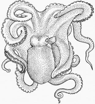 ilustración de pulpo en blanco y negro